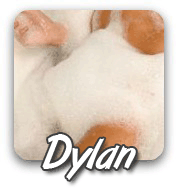 Dylan - Bubbles2